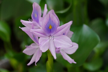 ホテイアオイの花