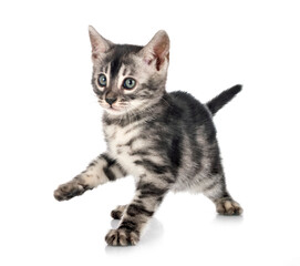 bengal kitten in studio