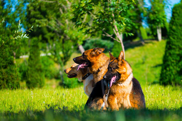 Obraz premium Dogs holidays