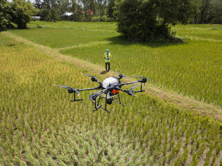 Farmer technicians control agriculture drone fly to sprayed fertilizer on the green rice field...