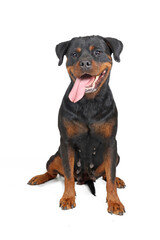 Rottweiler dog isolated on white background