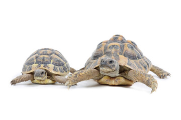Obraz premium Hermann turtle isolated on white background