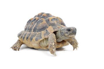 Hermann turtle isolated on white background
