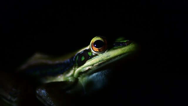 green frog on dark night background, macro shot.
