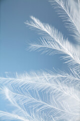 close up part of white down feather on blue background.