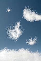 white down feathers floating in the air on blue background.