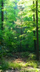 Fototapeta premium Bright trees