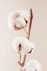 close up of cotton branch isolated on earth tone background.