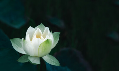 White lotus flower blossom among dark green foliage in the lake. The outer petals of the lotus are...