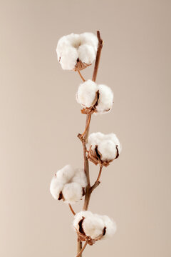 cotton branch isolated on earth tone background.