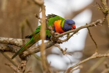Rainbow Lorikeet in a Coral Tree