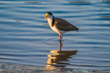 Masked Lapwing and reflection in the bay water