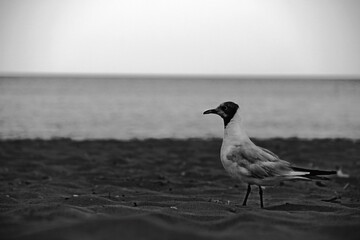 black headed gull