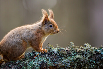 Red Squirrel eating nuts in the forests of the Cairngorms, Scotland	