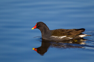European Moorhen swimming across a lake in London, UK