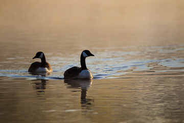 Canada geese swimming on a lake  through the early morning mist in London