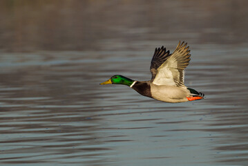A duck flying at speed over a lake in London, UK
