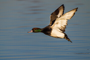 Obraz premium A duck flying at speed over a lake in London, UK