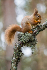 Red Squirrel eating nuts in the forests of the Cairngorms, Scotland	