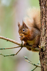 Fototapeta premium Red Squirrel eating nuts in the forests of the Cairngorms, Scotland 