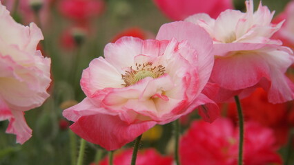 Obraz premium 可憐なポピーの花