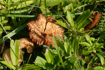 Fruiting body of little nonedible mushroom