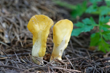 Fruiting body of little nonedible mushroom