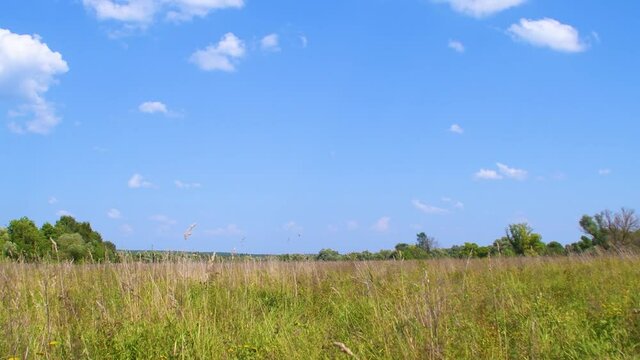 Background with a summer field with grass and trees at noon. Daytime blue sky in a pastoral, countryside landscape. Video on the topic of tranquility and serene outdoor recreation.