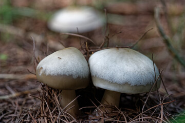 Fruiting body of little nonedible mushroom