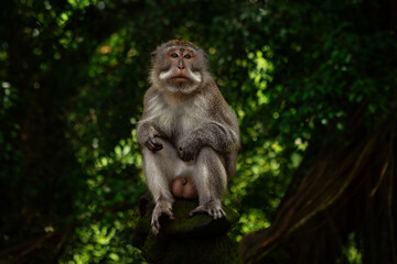 Male monkey (macaca fascicularis) sitting on the tree