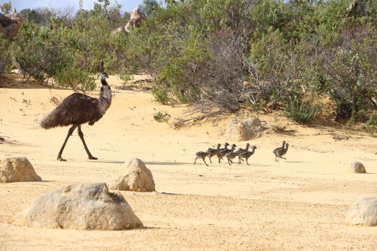 Emu and chicks in the Pinnacles Desert, Nambung National Park, Western Australia.