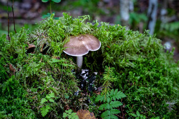 poisonous mushrooms in the forest in autumn
