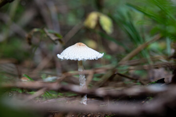poisonous mushrooms in the forest in autumn