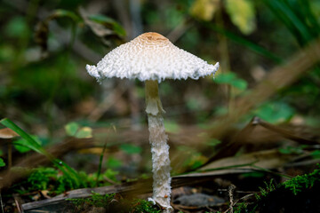 A pale toadstool in a clearing in the forest