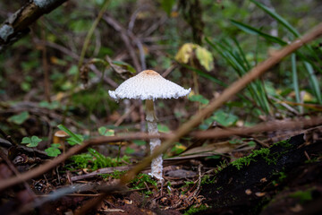 poisonous mushrooms in the forest in autumn