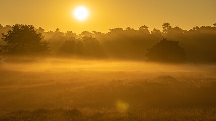 Obraz premium Ein Sonnenaufgang mit Nebel auf der Westruper Heide in Deutschland!