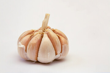 Organic fresh garlic bulb isolated on white background.