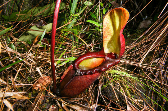 Nepenthes Rajah