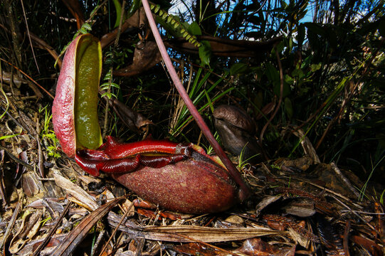 Red pitcher of Nepenthes rajah, carnivorous pitcher plant, Sabah, Borneo