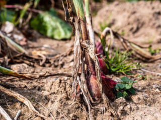 View of a harvest of beetroot in the ground in garden.