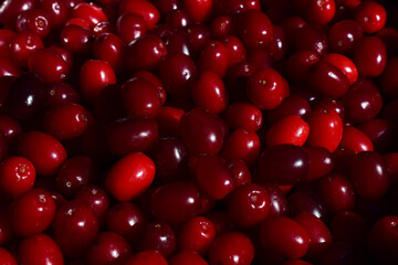 Dirndl, Kornelkirschen, frische Ernte von roten und dunkelroten Früchten im Herbst