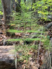Naklejka na ściany i meble Common horsetail in the forest