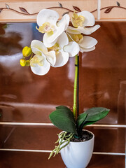 orchid flower in pot