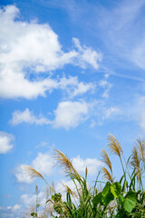 秋の澄んだ青空とススキ