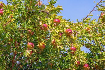 Branches of pomegranate tree  with leaves and fruit on sunny autumn day