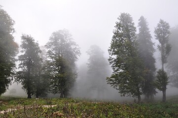 morning in the forest