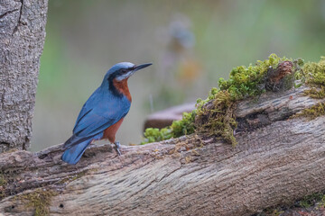 Chestnut-bellied nuthatch (Sitta cinnamoventris) at Sattal, Uttarakhand, India
