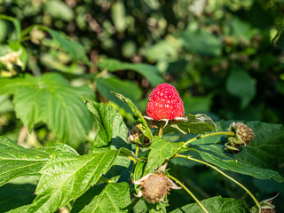 strawberry in the forest