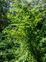 View of trees and bushes in the garden in summer.