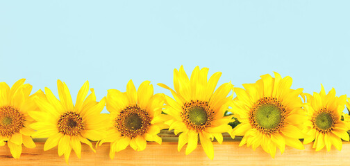 Row of blooming sunflowers on blue. Copy space banner.